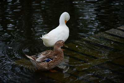 Duck Elham Nojoomi